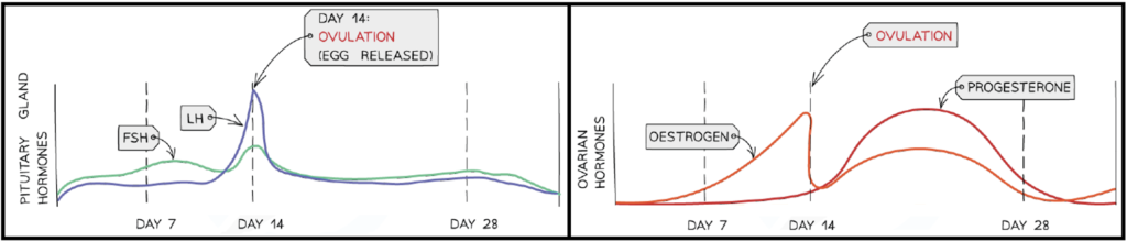 Hormones Involved in the Menstrual Cycle